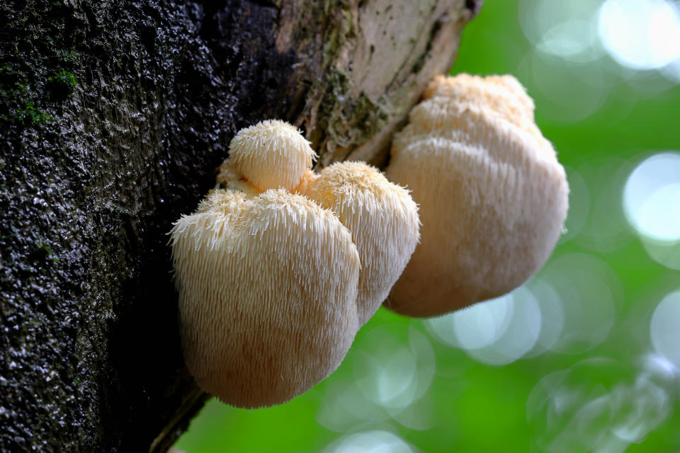 <span><span>Lion's mane mushroom growing on the bark of a tree</span><span>Lubomir Dajc/Shutterstock</span></span>