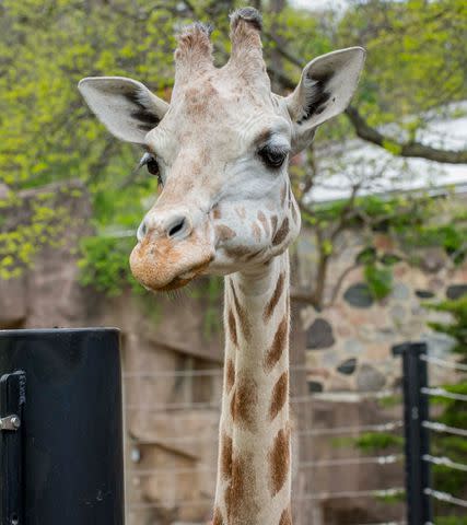 Milwaukee County Zoo/Facebook Rahna of the Milwaukee County Zoo