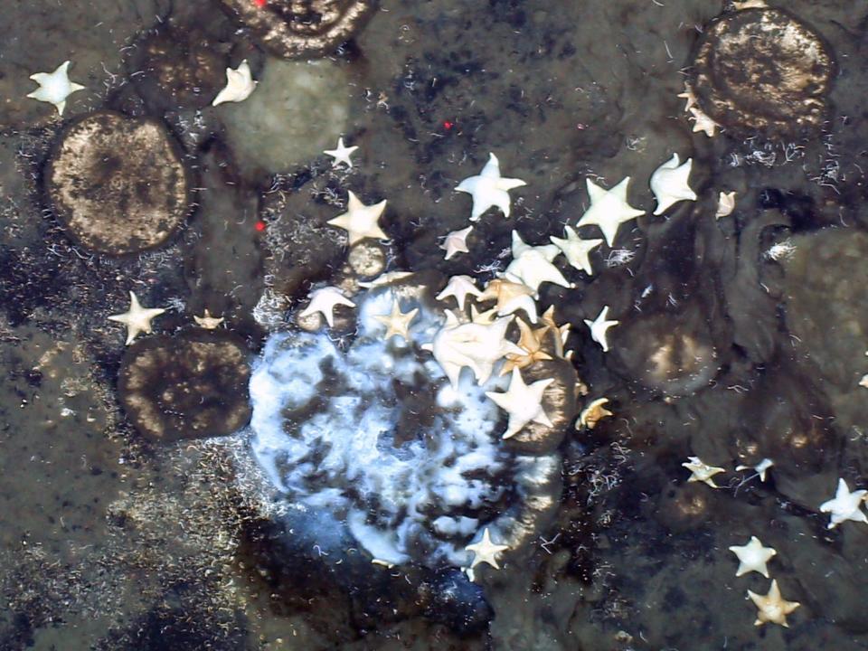 sea sponges and starfish on arctic ocean floor