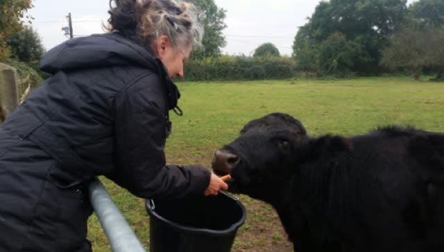 Dog walker adopts 'lonely' cow 