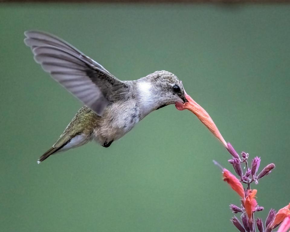 Immature male black-chinned hummingbird.