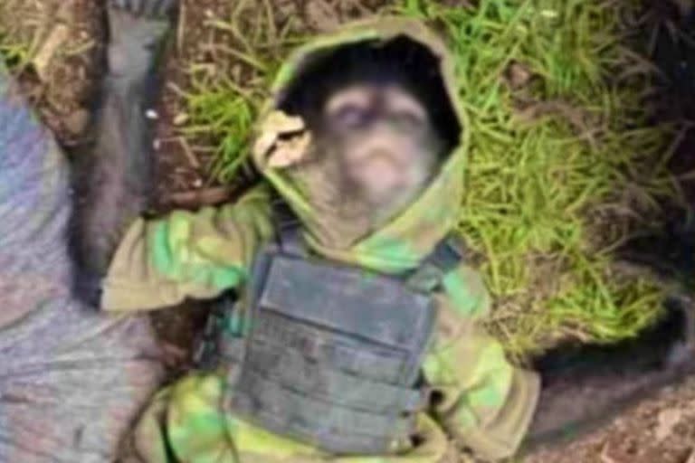 México: matan a mono con chaleco antibalas en un enfrentamiento entre y narcos
