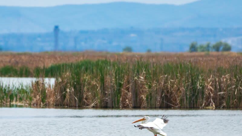 An American white pelican splashes down at Farmington Bay May 17, 2020. Over 1,000 pelicans are believed to be nesting at Hat Island, for the first time since 1943, state wildlife officials said on Monday.