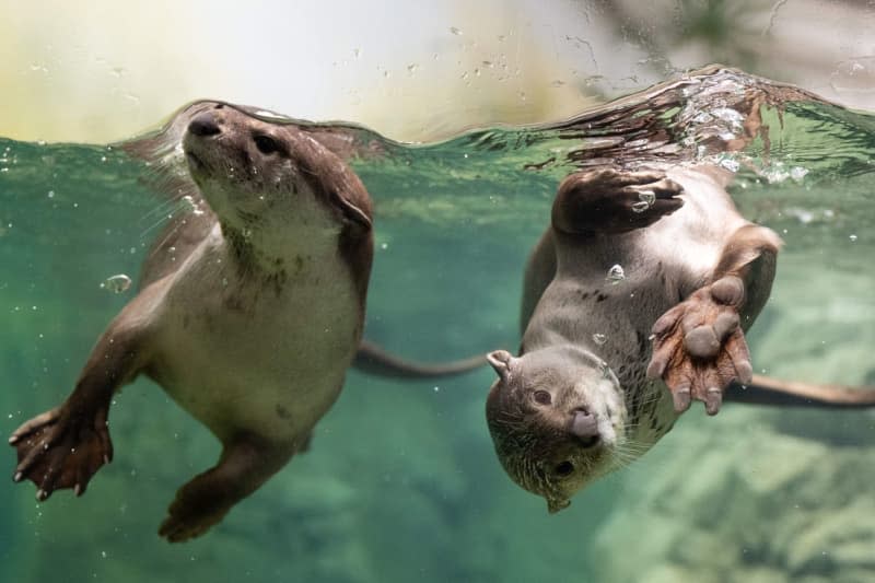 Two smooth otters swim in their enclosure in the new orangutan house at Dresden Zoo. The new building is the largest investment in the zoo's 163-year history, with a cost of around 22 million euros. Sebastian Kahnert/dpa