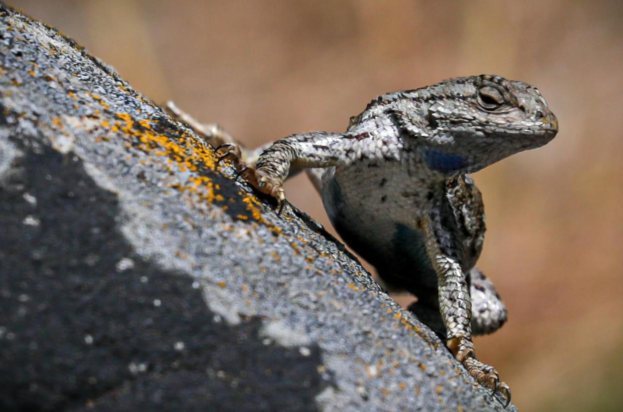 Temperature sensitivity makes western fence lizards vulnerable to climate change. <a href="https://www.flickr.com/photos/blmoregon/47961427128" rel="nofollow noopener" target="_blank" data-ylk="slk:Greg Shine/BLM;elm:context_link;itc:0;sec:content-canvas" class="link ">Greg Shine/BLM</a>, <a href="http://creativecommons.org/licenses/by/4.0/" rel="nofollow noopener" target="_blank" data-ylk="slk:CC BY;elm:context_link;itc:0;sec:content-canvas" class="link ">CC BY</a>