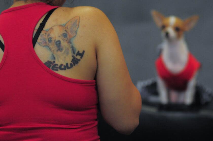 MANILA, Philippines - A portrait of a dog is seen tattooed at the back of a woman as hundreds of pet lovers join a Dog and Cat Expo held at a Convention Center in Pasay city, south of Manila on 28 June 2014. Now on its third year, the Pet Express Dog and Cat EXPO attracts thousands of dog and cat lovers of all ages as they hold this 2-day event, with various activities for the animals and their owners to participate in. The event aims to give the canine and feline community a venue to meet like-minded people and to learn more about animals and their welfare. (Photo by George Calvelo/NurPhoto) (Photo by NurPhoto/Corbis via Getty Images)