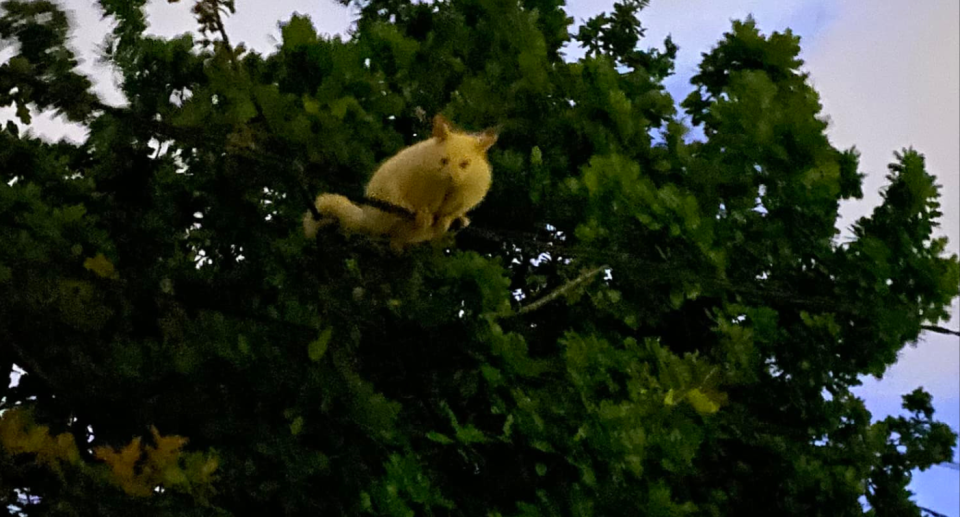 The 'rare' golden brushtail possum pictured in a tree. 