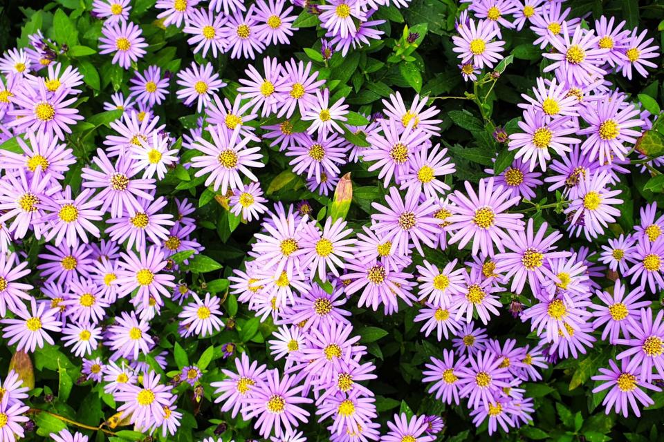 New England Aster