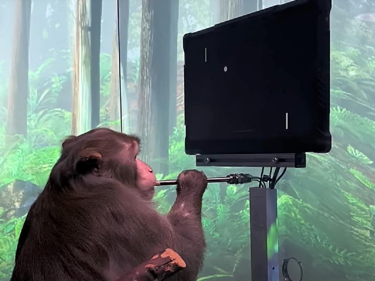 Neuralink’s monkey was able to move the virtual paddle of Pong just by thinking about it (Neuralink)