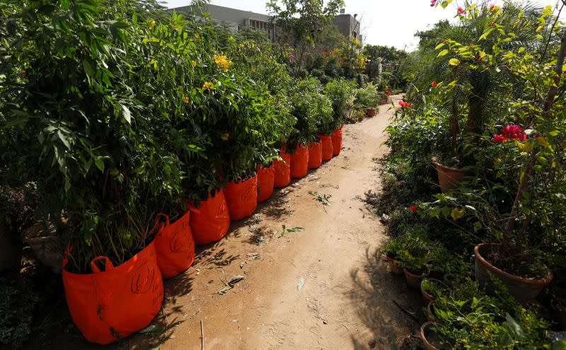 Bags of plants with weight and ordinal numbers written on them are seen before being transported for planting along the pilgrimage route between Iraqi Shi'ite Muslim holy city of Najaf and Karbala, at a farm on the outskirts of Karachi