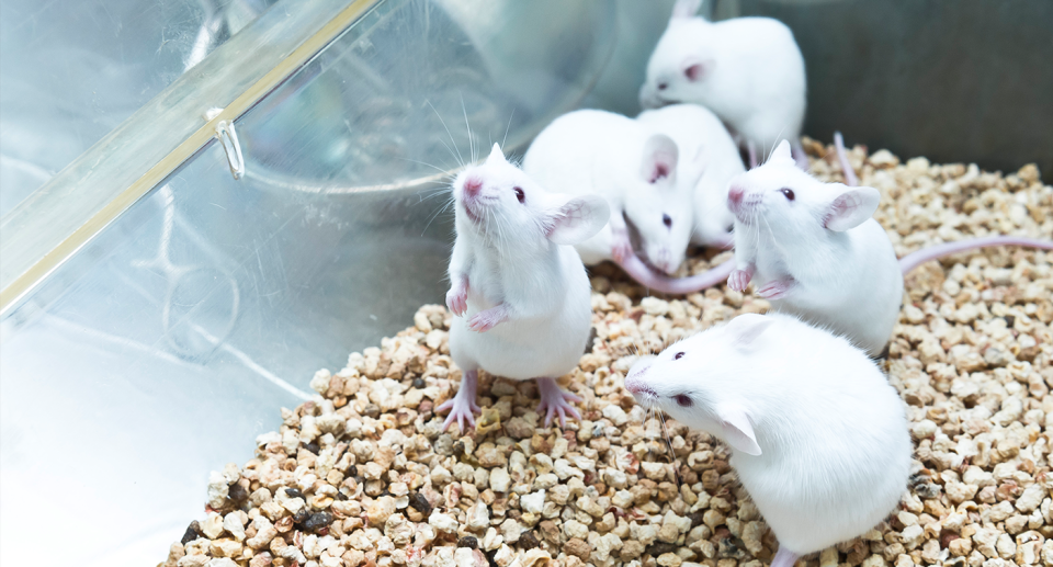 A stock image of white mice in a glass cage.