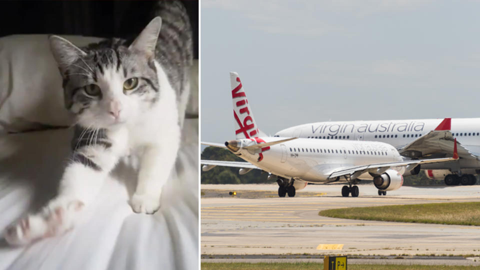 Cookie the cat (left). Virgin Australia plane on runway (right). 