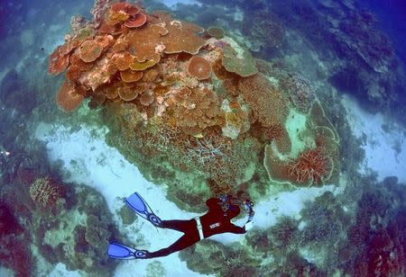 Oliver Lanyon, Senior Ranger in the Great Barrier Reef region for the Queenlsand Parks and Wildlife Service, takes photographs and notes during an inspection of the reef's condition in an area called the 'Coral Gardens' located at Lady Elliot Island and 80 kilometers north-east from the town of Bundaberg in Queensland, Australia, June 11, 2015. REUTERS/David Gray/File photo