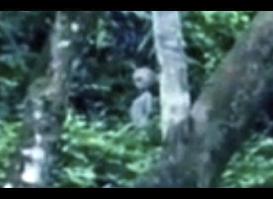 Video grab close up. What looks like an alien creature with visible head, neck, arms and body standing in the Brazilian rainforest in Manaus, Brazil.    In this Amaz-alien footage, a lone unidentified being appears to stand in the jungle of Brazil -- even arching its back -- just feet away from a bright flashing blue light. In what some allege as proof that Earth is being visited by aliens from another planet, the video was obtained by paranormal writer Mike Cohen who says the video was taken by two British tourists visiting the Manaus region of the Amazon jungle.