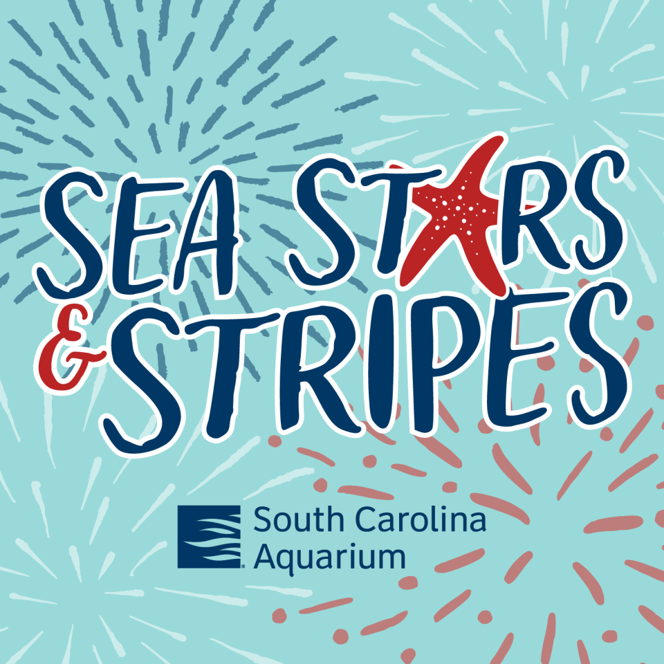 Sea Starts and Stripes at the South Carolina Aquarium 