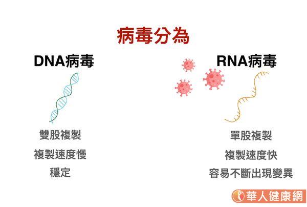 病毒分為DNA病毒(去氧核糖核酸)與RNA病毒(核糖核酸)，DNA病毒在複製時需要雙股複製，複製速度慢且穩定，而冠狀病毒是一種RNA病毒只有單股，複製速度快，且過程中較容易不斷出現變異。（動畫影音／洪辰竺、配音字幕／宋美瑤）