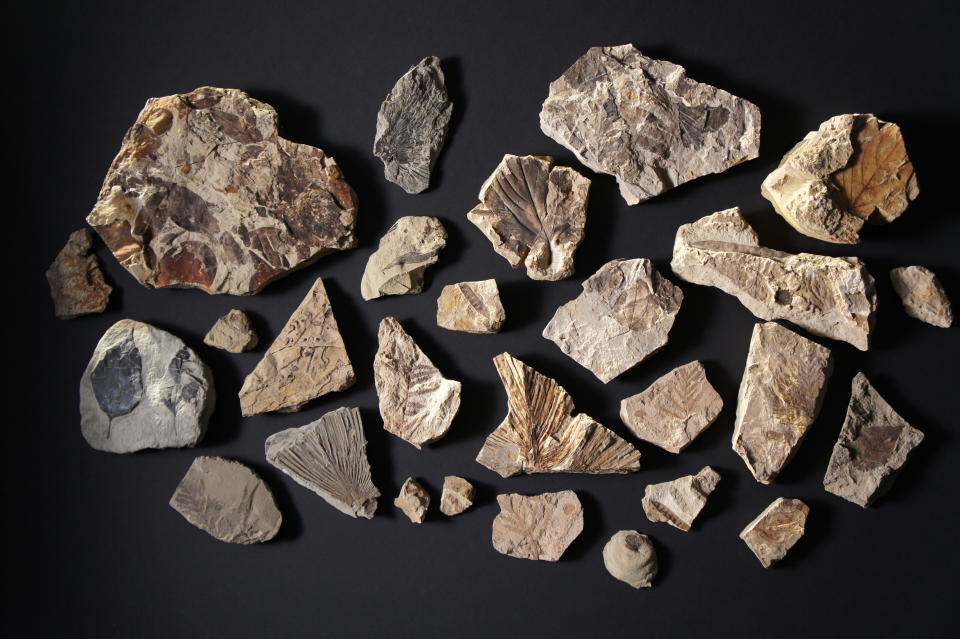 This photo provided by HHMI Tangled Bank Studios in October 2019 shows some of the plant fossils retrieved from Corral Bluffs, Colo. More than 6,000 leaves were collected as part of the study to help determine how and when Earth's forest rebounded after the mass extinction event. (Frank Verock/HHMI Tangled Bank Studios via AP)