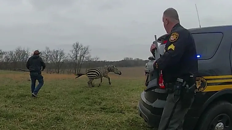 Pickaway County deputies and a victim’s family member fend off a zebra after it bit a man’s arm off. (Courtesy Photo/Pickaway County Sheriff’s Office)