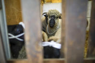 A small flock of sheep is seen before being walked the streets as part of a protest against Brexit, in central London, Thursday, Aug. 15, 2019. Protestors are walking sheep past government buildings as part of 'Farmers for a People's Vote' to highlight the risk Brexit presents to livestock. (AP Photo/Vudi Xhymshiti)