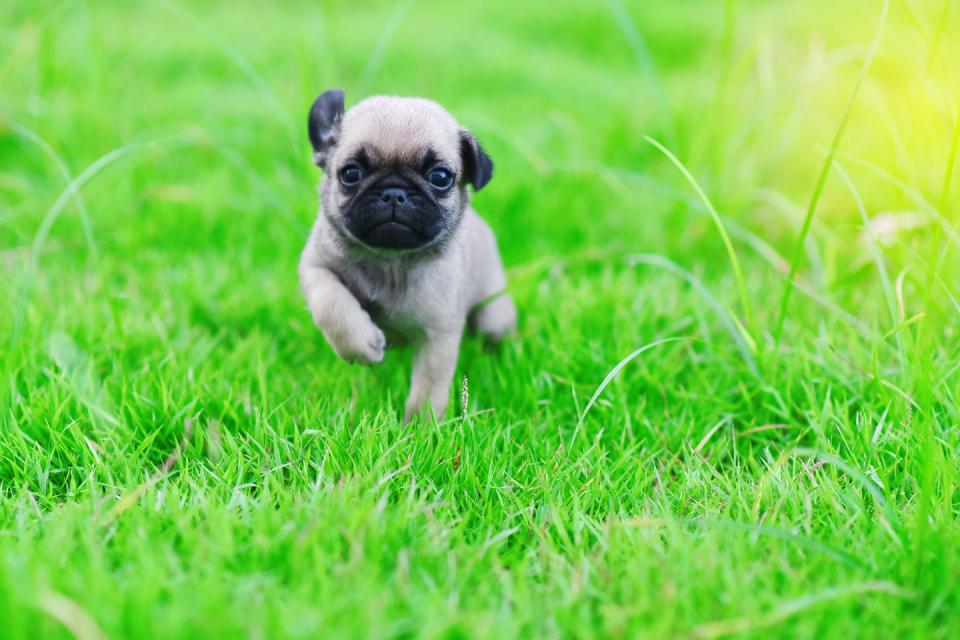21 Best Toy and Miniature Dog Breeds for Families