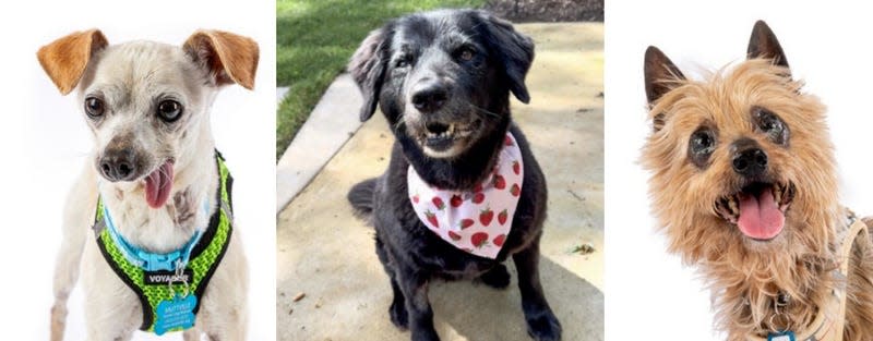 Just a few of the senior dogs available for adoption at Muttville Senior Dog Rescue in the Bay Area, including Pyrex (left, #11860), Sundae (middle, #11732), and Kabob (right, #11852) - Image: Muttville