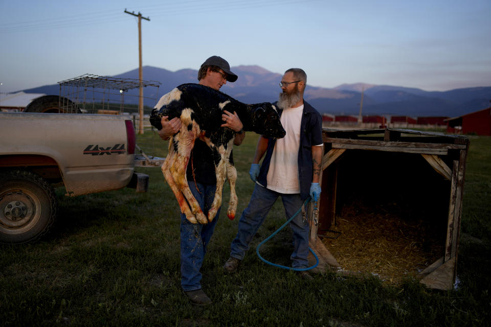 Prisoner Brett Lockhart, left, and Mark McGuire move a newly-born calf at the dairy at the Montana State Prison Wednesday, Aug. 16, 2023, in Deer Lodge, Mont. (AP Photo/John Locher)