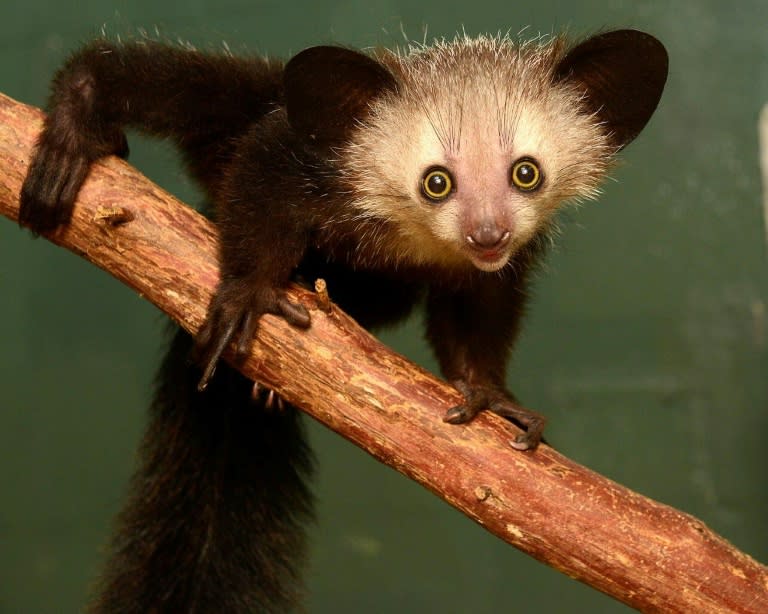 If the 128 mammals currently listed as endangered - like this aye-aye lemur - were to go extinct it would take 23 million years for the island's biodiversity to recover  (Duke Lemur Center/AFP/Archives - David Haring)