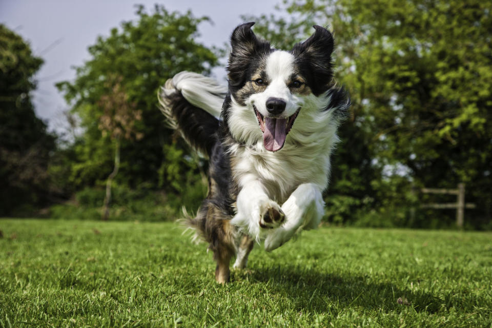 5. Border Collie