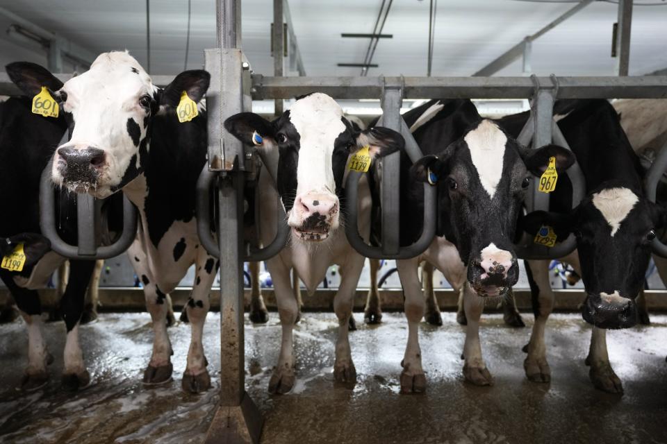 Cows stand in the milking parlor on the Ted and Megan McAllister dairy farm, Monday, July 24, 2023, in New Vienna, Iowa. More intense summer heat resulting from emissions-driven climate change means animal heat stress that can result in billions of dollars in lost revenue for farmers and ranchers if not properly managed. The McAllister family installed new fans above the beds where their cows lie. (AP Photo/Charlie Neibergall)