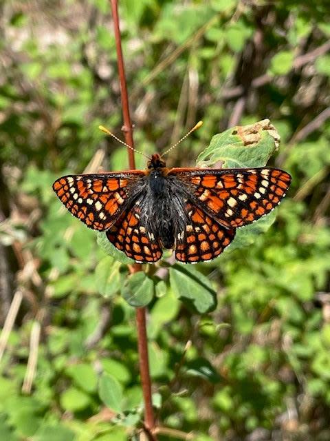 Sacramento Mountains checkerspot butterfly