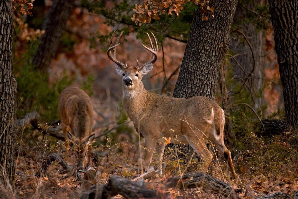 Deer hunters will be able to use air powered arrow rifles during rifle seasons this fall.