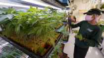 A worker arranges juvenile cannabis plants at the Greenleaf Medical Cannabis facility in Richmond, Va., Thursday, June 17, 2021. The date for legalizing marijuana possession is drawing near in Virginia, and advocacy groups have been flooded with calls from people trying to understand exactly what becomes legal in July. (AP Photo/Steve Helber)