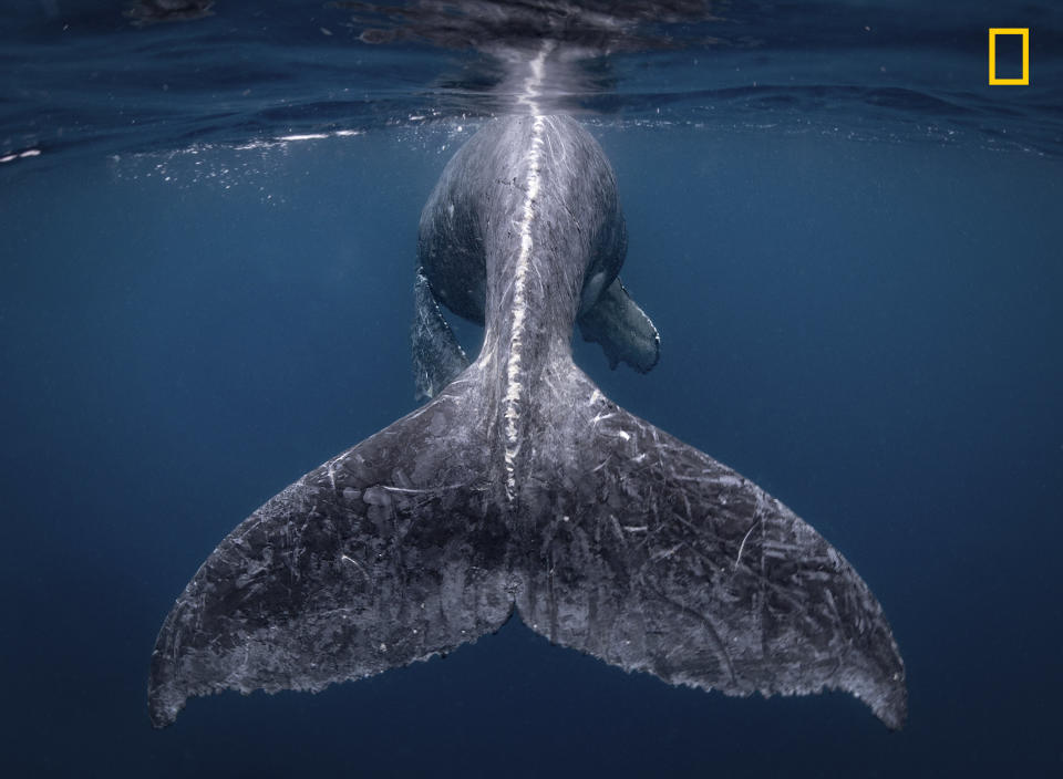 <strong>First Place/Grand Prize:&nbsp;"Mermaid"<br /></strong><br />"I was fortunate to have encountered a humpback whale with her calf on my first day snorkeling near Japan&rsquo;s Kumejima Island. Most of the time, the calf stayed close to her mom. At one point, the calf began jumping and tapping its tail on the water near us &mdash; it was very friendly and curious. Finally, the mother, who was watching nearby, came to pick up the calf and swim away. I fell in love completely with the calf and its very energetic, large and beautiful tail."