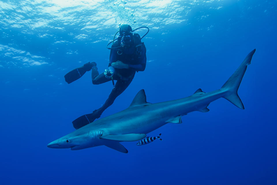 A scuba diver swims alongside a large shark and a smaller fish in the open ocean