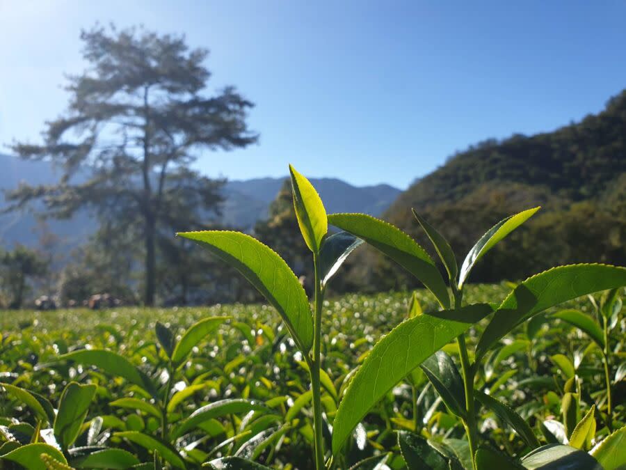 <span>圖／關於沖泡茶葉，茶路林承志表示一杯茶裡，茶質影響風味極大卻只佔3%，其餘有97%都是水，想泡出好茶，對於水質必須有所追求。（茶路提供）</span>