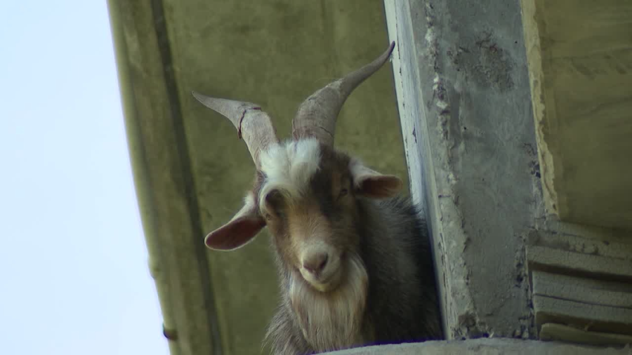 A goat is stuck under a bridge near the Kansas City Zoo on Monday, April 8 (FOX4 Photo)