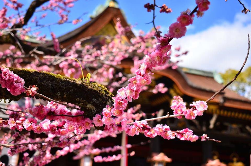 北野天滿宮（Image Source : Getty Creative/500px）