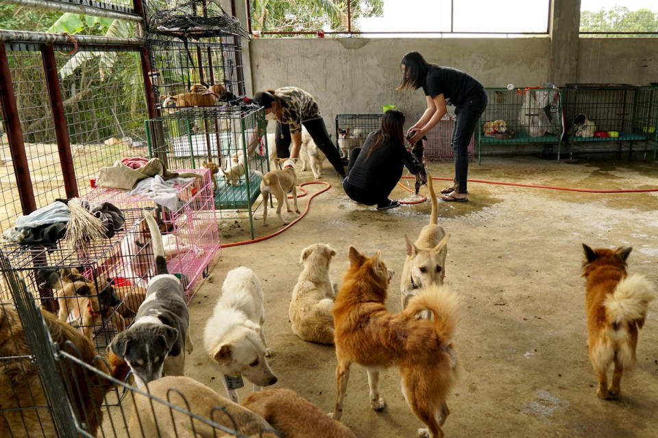 Volunteers at a makeshift shelter help dogs rescued from the exclusion zone surrounding Taal Volcano in Nasugbu, Batangas province, Philippines, January 21, 2020. REUTERS/Joseph Campbell