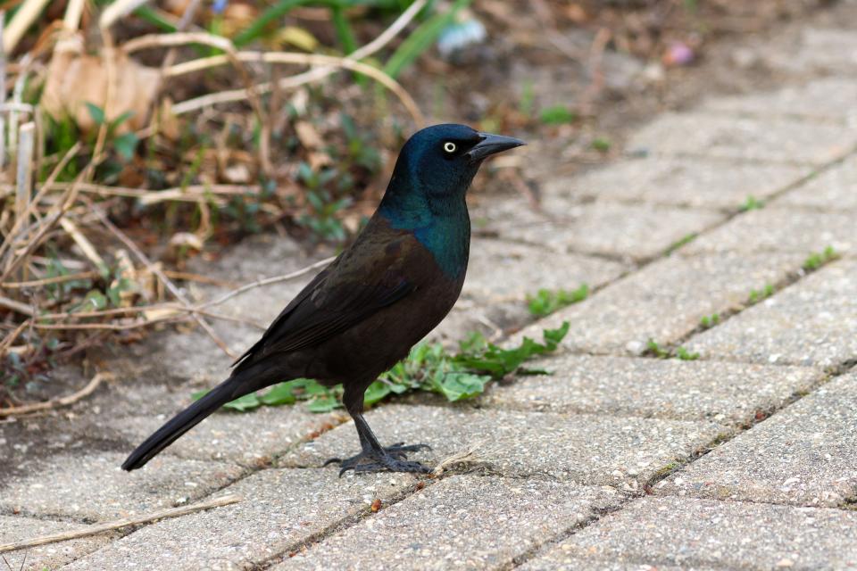 A common grackle is seen on the grounds of Olbrich Botanical Gardens in Madison on Saturday, April 15, 2023.