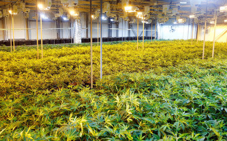 Cannabis plants are seen in a greenhouse of Swiss cannabis producer KannaSwiss in Koelliken, Switzerland March 20, 2017. REUTERS/Arnd Wiegmann
