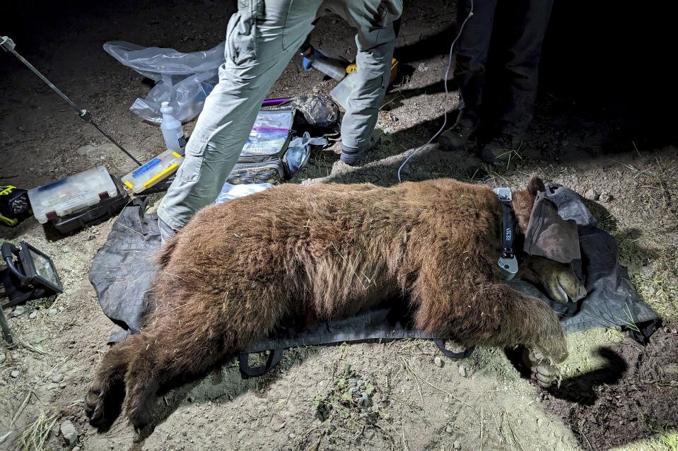 This photo provided by the National Park Service shows a black bear caught in a natural area of the western Santa Monica Mountains on April 23, 2023, south of the 101 Freeway in the Los Angeles area. For the first time, researchers have captured and radio-collared a bear in the Santa Monica Mountains near Los Angeles, where mountain lions have been studied for decades. The National Park Service says Wednesday, May 3, 2023, that the 210-pound black bear dubbed BB-12 was caught in a natural area on the western end of the range. (National Park Service via AP, File)