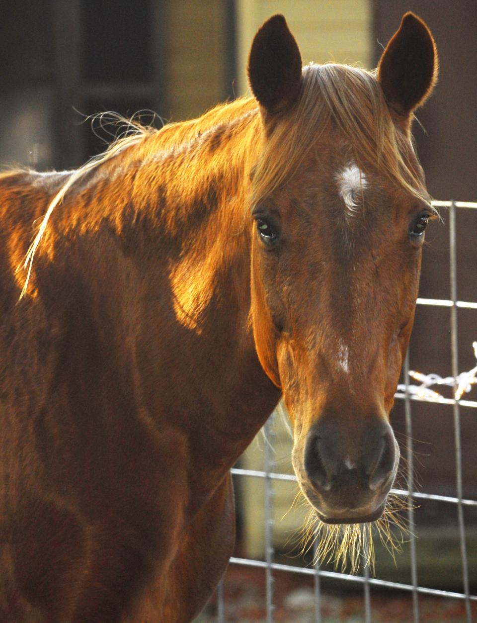 A file photo of a horse in North Brevard County.