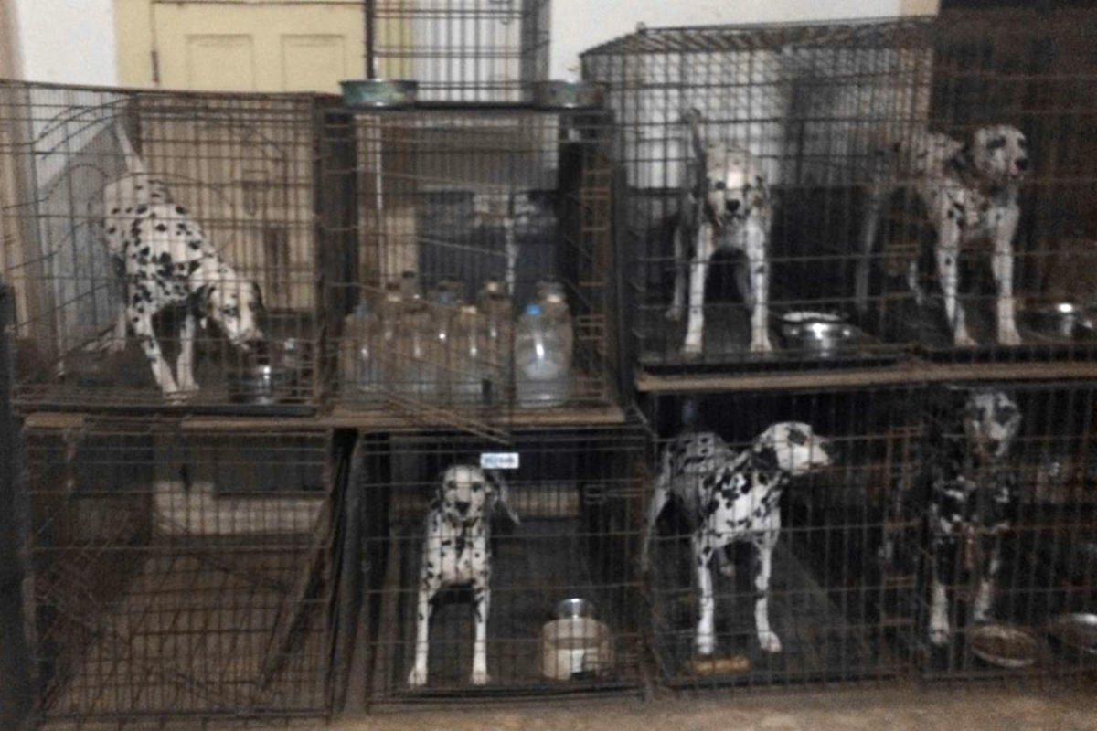 Humane Society Announces the 'Horrible 100' List of Worst Puppy Mill