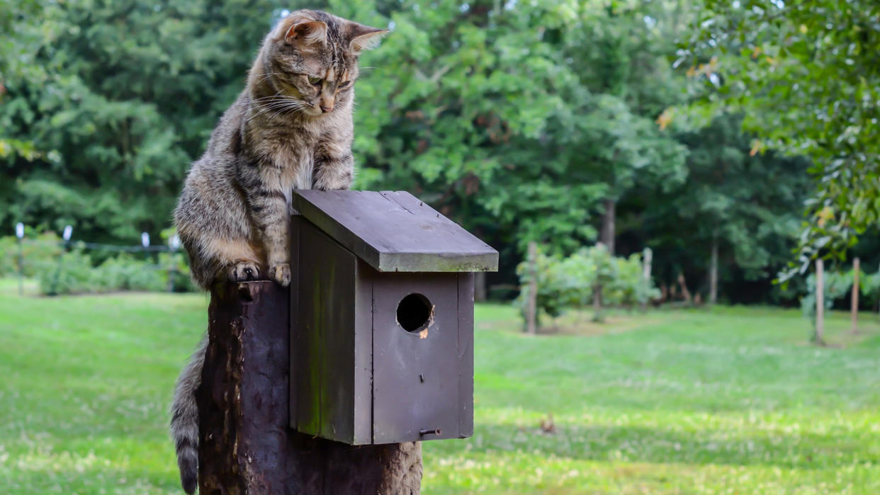  Cat sitting on top of bird nesting box. 