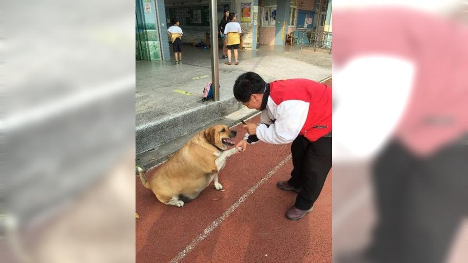 圖／翻攝自新北市政府－106年十大優秀校園犬網路票選活動