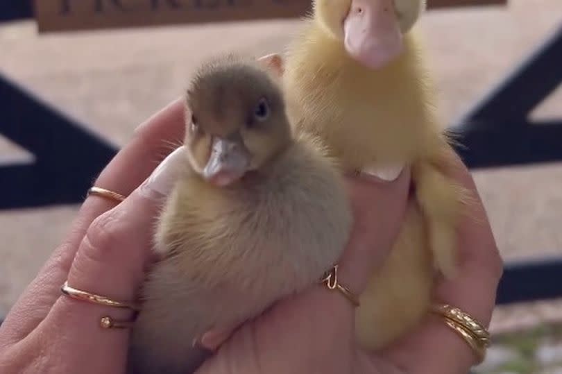 Two ducklings