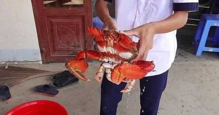 男子買了重達2.4公斤的大螃蟹，準備回家大快朵頤一番。（圖／翻攝自搜狐娛樂）