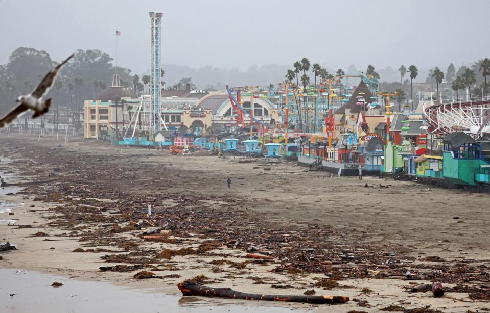 A beach covered with driftwood as a person walks in the distance and a bird flies overhead