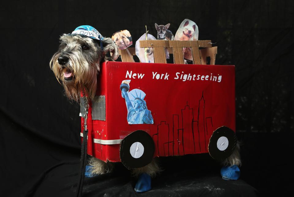 NEW YORK, NY - OCTOBER 20: Nacho, a four-year-old Schnauzer, poses as a New York sightseeing bus driver at the Tompkins Square Halloween Dog Parade on October 20, 2012 in New York City. Hundreds of dog owners festooned their pets for the annual event, the largest of its kind in the United States. (Photo by John Moore/Getty Images)