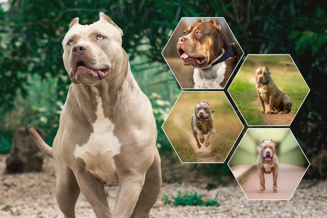 XL bully breed: New UK ban could take dogs from owners